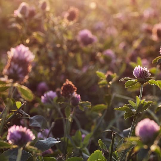 blomster header crop