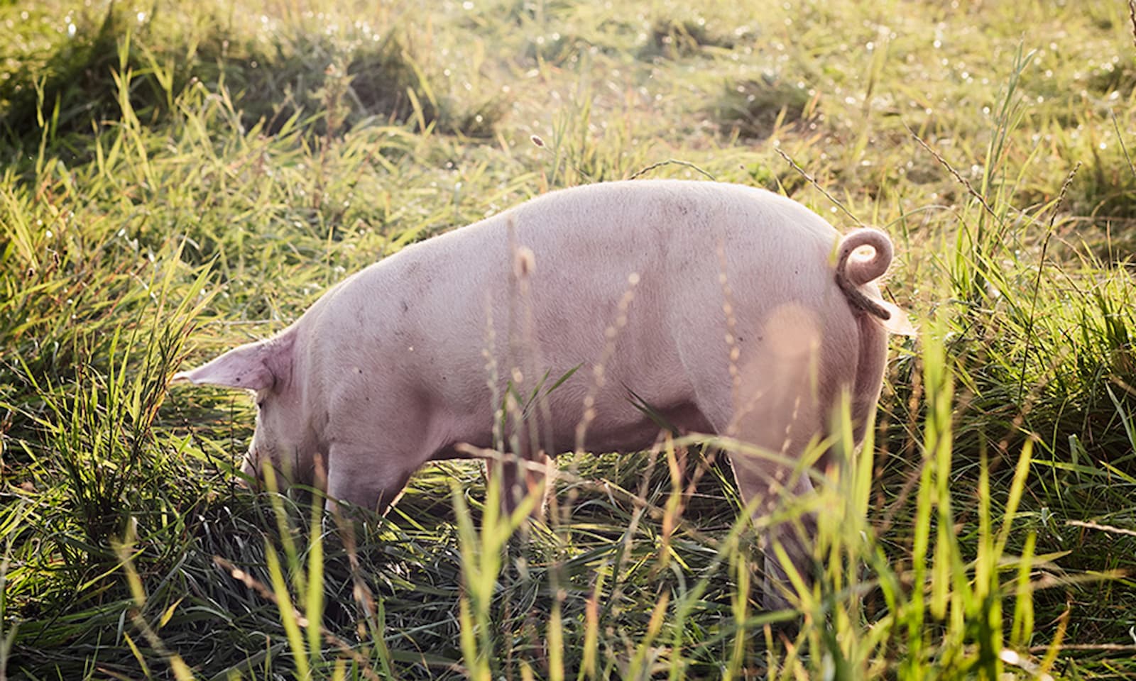 grisbild cropped