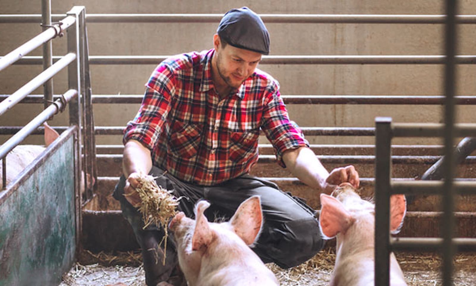 rapsgris bonde Original